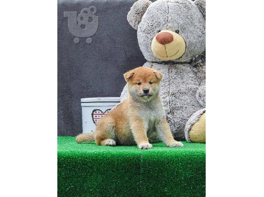 Κουτάβια Shiba inu